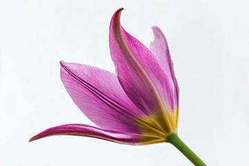 a single purple flower with a white background