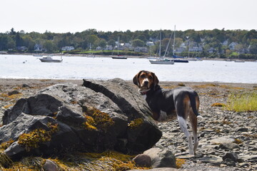 Treeing Walker Coonhound at the Ocean