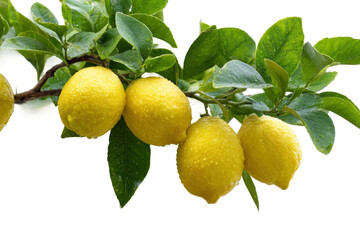 Lemon harvesting action citrus grove food photography nature close-up. Isolated on transparent background, png.