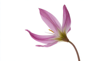 Fototapeta premium a single flower is shown against a white background