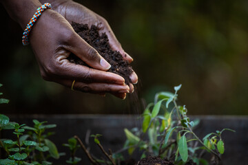 Dark African hands pouring soil into a flower bed of herbs
