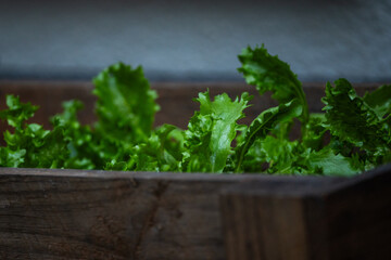 Lettuce growing in a flower bed