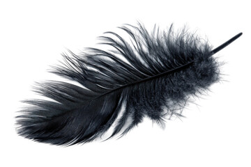 Obraz premium Graceful black feather in natural light setting close-up detail. Isolated on transparent background, png.