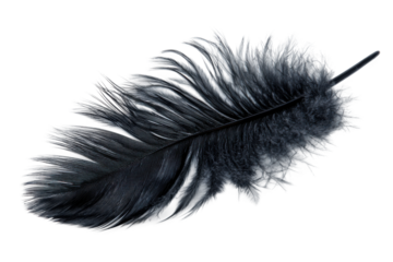 Graceful black feather in natural light setting close-up detail. Isolated on transparent background, png.