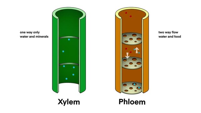 motion of biology, Xylem vessel and Phloem vessel, Transport in plants, Xylem moves water from roots to the leaves, and phloem moves food from the leaves to the rest of the plant
