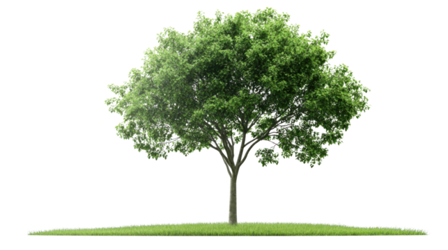 A single green tree isolated on white background 