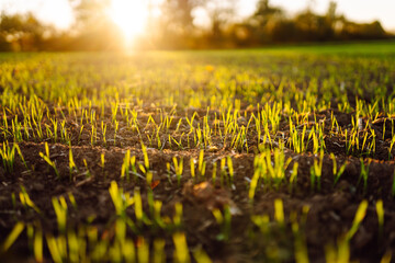 Young plants growing from fertile soil in the sunlight. Agricultural field at sunset with green shoots. Nature, agriculture concept.
