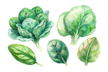 set of watercolor Spinach vector illustration isolated on white background
