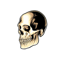 Skull 3