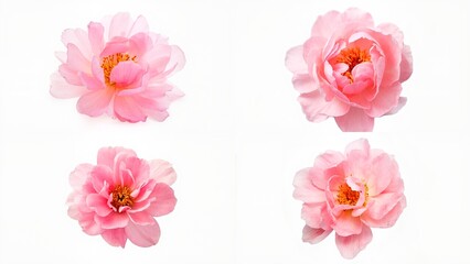 Pink flowers on a white background composition depth layers expression movement frame emotion elements backgrounds scene figure style cartoonish colorful creative motion gesture design