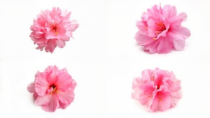 Four pink flowers on a white background style illustration movement gesture motion design scene emotion composition layers figure creative colorful backgrounds depth expression frame