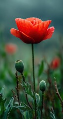 Obraz premium Vibrant red poppy in a field