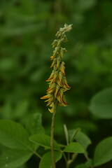 Yellow Crotalaria pallida flowers bloom against a soft green background.