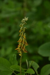 Yellow Crotalaria pallida flowers bloom against a soft green background.