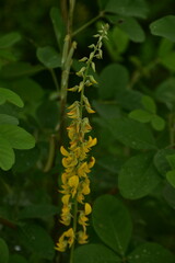 Yellow Crotalaria pallida flowers bloom against a soft green background.