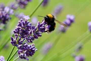 Bumblebee collecting nectar from vibrant lavender flower with green backround