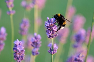 Bumblebee perched on lavender blossom surrounded by purple flowers