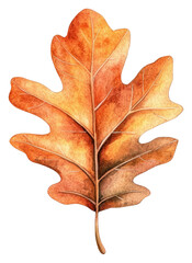 Fototapeta premium PNG Oak Leaf leaf illustration watercolor.