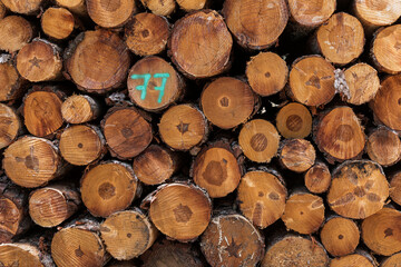 Pila de troncos de madera vista de frente con los números 76 y 77