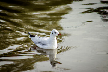 seagull on the water
