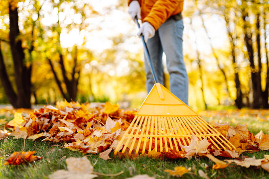 A young woman in a bright jacket and gloves collects bright autumn leaves in a sunny park. A female volunteer collects fallen leaves with a rake. The concept of ecology, cleaning.