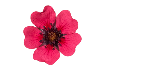 Potentilla nepalensis PNG. Vibrant Himalayan Flower Element for Botanical, Garden, and Wildflower-Themed Designs. Transparent Background.
