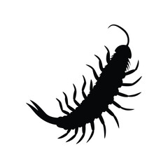 Obraz premium amazonian-giant-centipede-silhouette-on-white