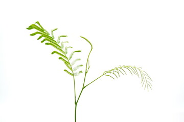 Senegalia pennata on a white background.