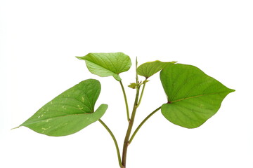 yam on a white background.