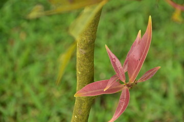 Young, reddish-green leaves sprout from a plant stem against a dark background.
