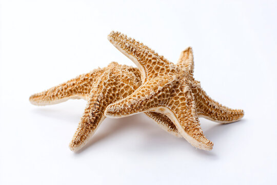 a group of starfishs on a white surface