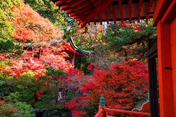 Pagoda in autumn colorful foliage garden of Bishamondo temple, Kyoto