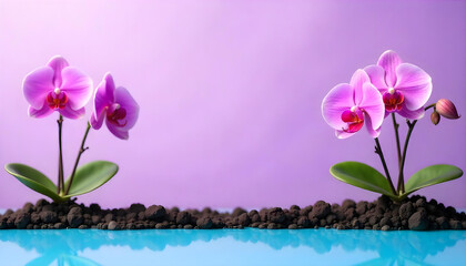 Two pink orchids growing from dark soil with blue reflection