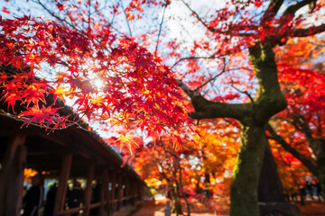 Colorful autumn maple leaves by Tsutenkyo corridor of Tofuku-j, Kyoto