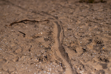 Close-up of sandy beach with scattered seashells, footprints, and a clear track line running through soft, sunlit grains of sand.