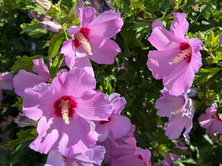 Hibiscus Rose of Sharon pink blooms