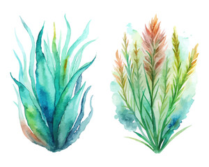 watercolor Sea Grass vector illustration isolated on white background