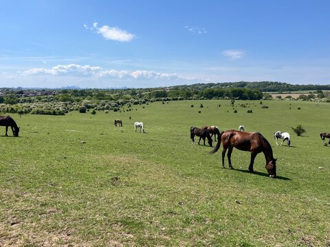 Image of a field full of horses overlooking the London skyline