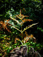 Dried Forest Twig Due to Water Shortage