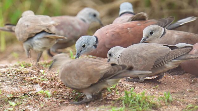 Ring-necked dove forages for seeds on the ground.