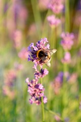 Close-up of bumblebee gathering pollen from lavender in summer garden