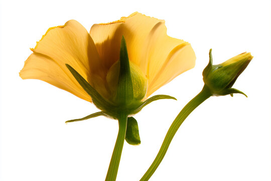 a yellow flower budding out of a stem