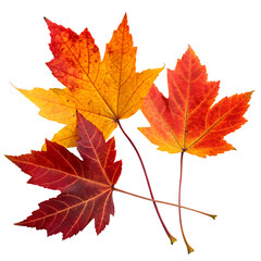 Obraz premium Bright Autumn Leaves