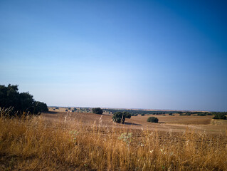 Expansive view of golden fields and distant trees under clear blue sky during late afternoon