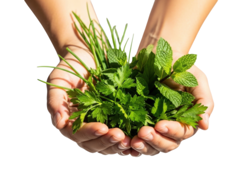 Freshly picked herbs held in hands with vibrant green colors cutout isolated on transparent bg, png