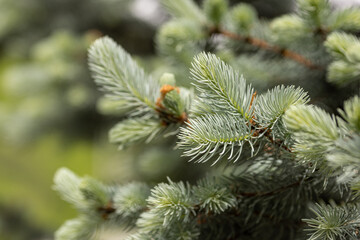 Young branches of blue spruce, close-up, background, postcard, soft focus
