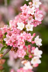 Pink delicate flowers of the Weigel shrub