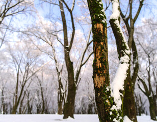 Fototapeta premium Snowy winter forest scene with snow-covered trees and a prominent tree trunk.