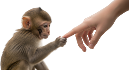 Cute monkey reaches out with tiny paw to touch a person's finger in a heartwarming interaction cutout isolated on transparent bg, png