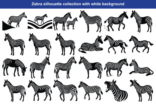 set of zebra vector illustration